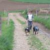 Cani marche 2